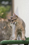 Somali Kitten