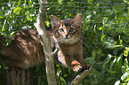 climbing Somali Kitten