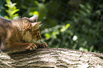 Somali Kitten