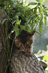 Somali Kitten
