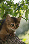 Somali Kitten