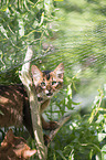 climbing Somali Kitten