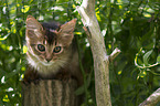 Somali Kitten