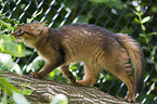 climbing Somali Kitten