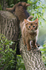 2 Somali Kitten