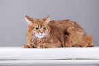 Somali Cat