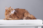 Somali Cat