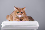 Somali Cat