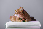 Somali Cat