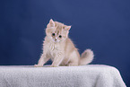 Somali Kitten