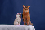 Somali Kitten