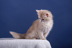Somali Kitten