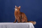 Somali Cat