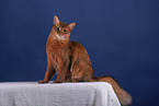 Somali Cat