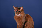 Somali Cat