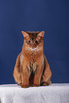 Somali Cat