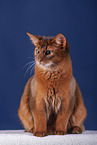 Somali Cat