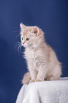 Somali Kitten