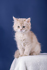 Somali Kitten