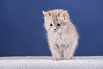 Somali Kitten