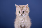 Somali Kitten