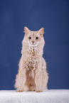 Somali Kitten