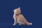 Somali Kitten