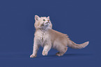 Somali Kitten
