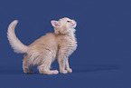 Somali Kitten