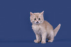 Somali Kitten