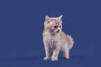 Somali Kitten