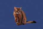 Somali Cat