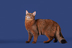 Somali Cat