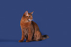 Somali Cat