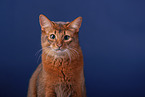 Somali Cat