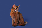 Somali Cat