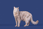 Somali Cat