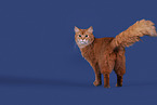 Somali Cat
