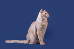 Somali Cat