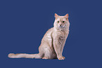 Somali Cat
