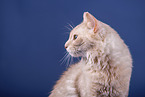 Somali Cat