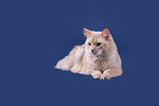 Somali Cat