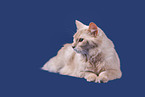 Somali Cat