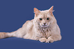Somali Cat