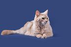 Somali Cat