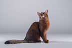 Somali Cat
