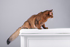 Somali Cat