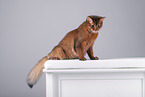 Somali Cat