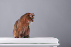 Somali Cat