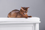 Somali Cat